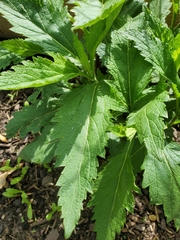Verbena hastata