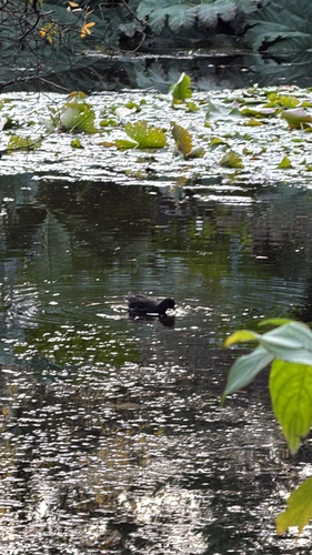 Gallinula chloropus observed 2026-10-29