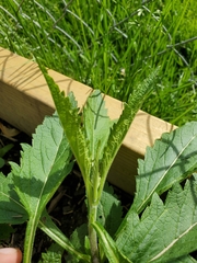 Verbena hastata