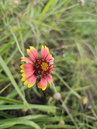 Gaillardia pulchella observed 2026-10-29