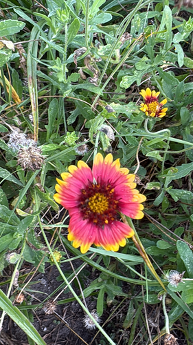 Gaillardia pulchella observed 2026-10-29