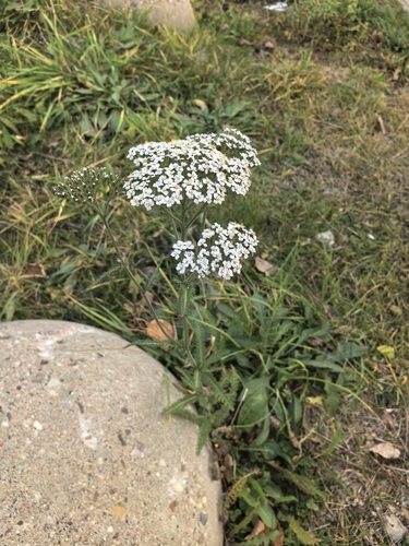Achillea millefolium observed 2026-10-29