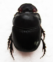 Catharsius calaharicus