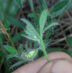 Xanthosia huegelii
