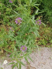 Bituminaria bituminosa
