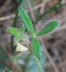 Xanthosia huegelii