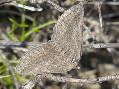 Rhoptria asperaria