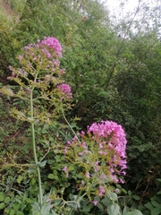 Centranthus ruber