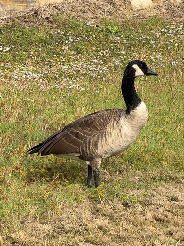 Branta observed 2026-10-29
