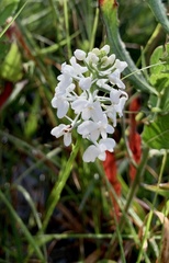 Platanthera nivea