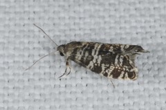 Epinotia tedella