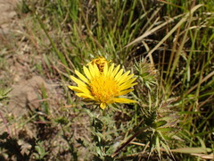 Berkheya bergiana