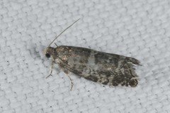 Epinotia tedella