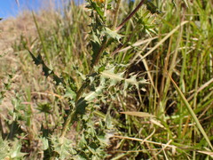 Berkheya bergiana