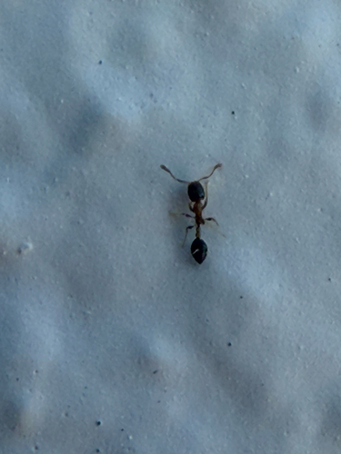Monomorium floricola observed 2026-10-29