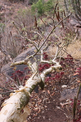 Albizia tanganyicensis
