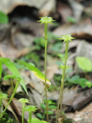 Asteropyrum peltatum