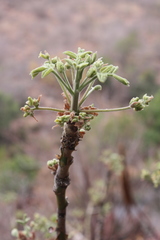 Albizia tanganyicensis