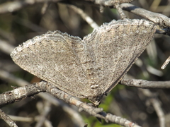 Rhoptria asperaria