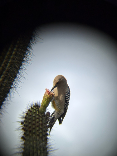 Melanerpes uropygialis observed 2026-10-29