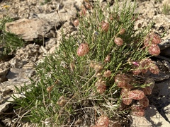 Astragalus jejunus jejunus
