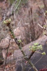 Albizia tanganyicensis
