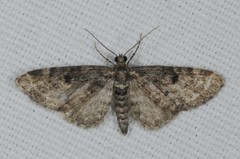 Eupithecia tantillaria