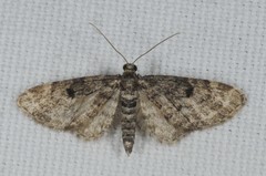 Eupithecia tantillaria