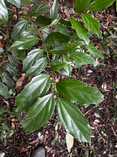 Cryptocarya observed 2026-10-28