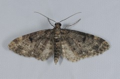 Eupithecia tantillaria