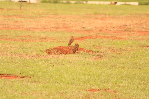 Athene cunicularia observed 2026-10-29
