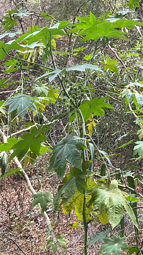 Ricinus communis observed 2026-10-29