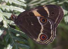 Tisiphone abeona albifascia