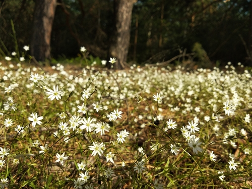 Stellaria graminea iNat (2)