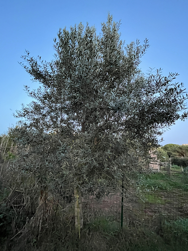 Oliva observed 2026-10-29
