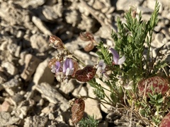 Astragalus jejunus jejunus