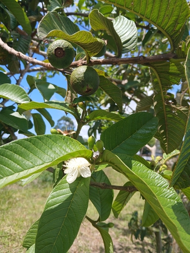 Psidium guajava observed 2026-10-29