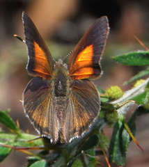 Paralucia pyrodiscus lucida