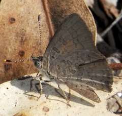 Paralucia pyrodiscus lucida