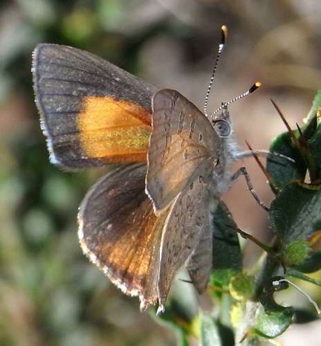Dull Copper