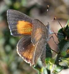 Paralucia pyrodiscus lucida
