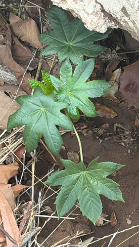 Ricinus communis observed 2026-10-29