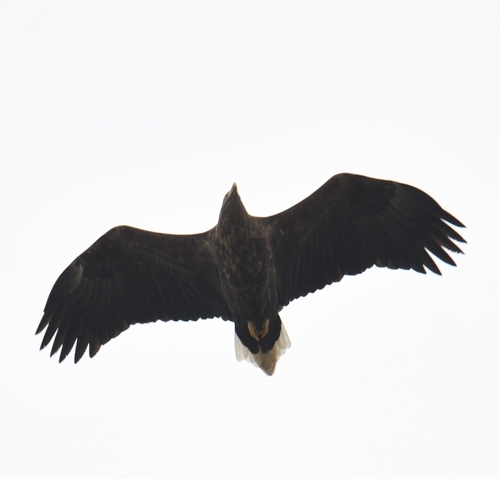 Haliaeetus albicilla observed 2026-10-29