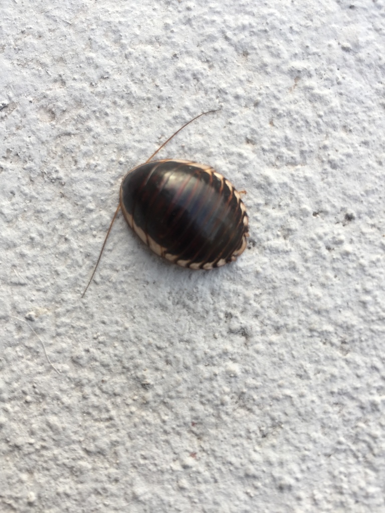 Cape Burrrowing Cockroaches