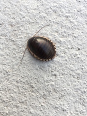 Blepharodera discoidalis