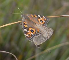 Junonia villida calybe
