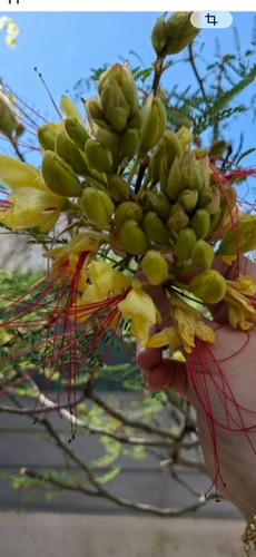 Caesalpinia observed 2026-10-29