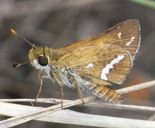 Taractrocera papyria