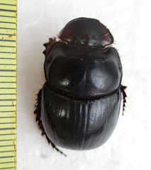 Catharsius calaharicus