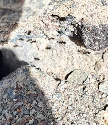 Paratrechina longicornis observed 2026-10-29